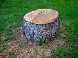 Best Tree Disease Treatment  in Helotes, TX