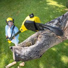 Best Hazardous Tree Removal  in Helotes, TX