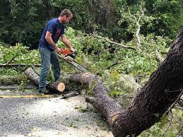 Best Tree Risk Assessment  in Helotes, TX