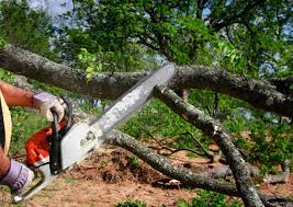 Reliable Helotes, TX Tree Care Solutions