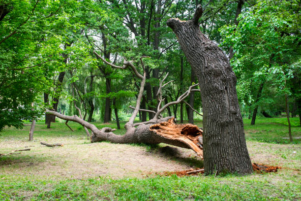 How Our Tree Care Process Works  in  Helotes, TX