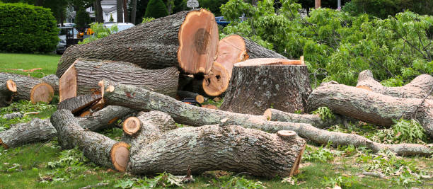 Best Root Management and Removal  in Helotes, TX