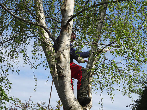 Best Tree Removal  in Helotes, TX