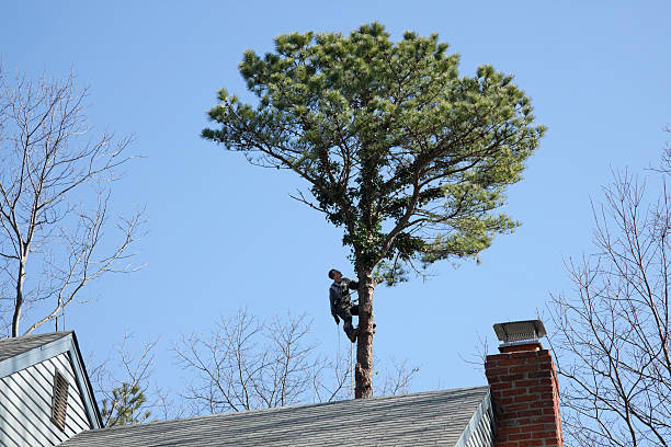 Best Arborist Consultation Services  in Helotes, TX