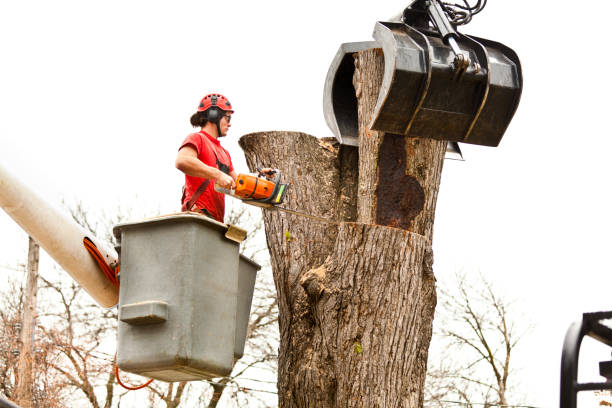 Best Tree Cabling and Bracing  in Helotes, TX